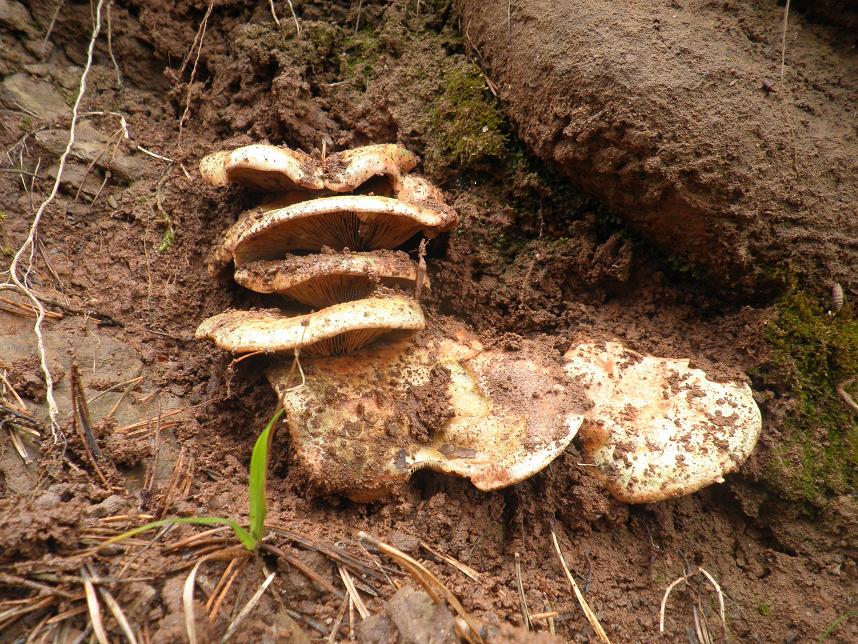 Flor de rovellons vinaders